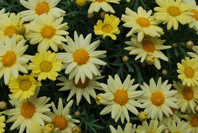 Argyranthemum Comet™ 'Yellow 2017'