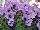 Sweetunia™ Petunia Lavender Shimmer 