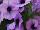 Sweetunia™ Petunia Lavender Shimmer 