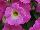 Sweetunia™ Petunia Rose Shimmer 