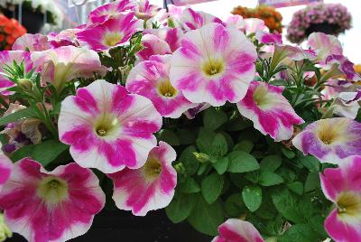 Surprise™ Petunia Pink Touch