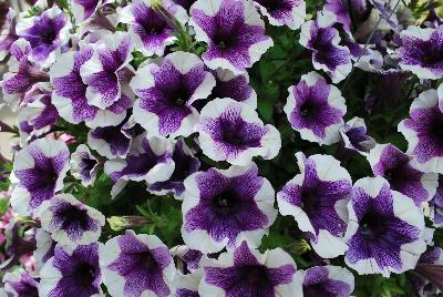 Dümmen Orange: Sweetunia™ Petunia Purple Touch 2017 