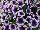 Sweetunia™ Petunia Purple Touch 2017 