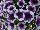 Sweetunia™ Petunia Purple Touch 2017 
