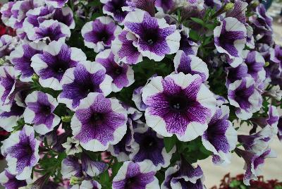 Dümmen Orange: Sweetunia™ Petunia Purple Touch 2017 