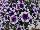 Sweetunia™ Petunia Purple Touch 2017 