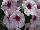 Surprise™ Petunia White Orchid 