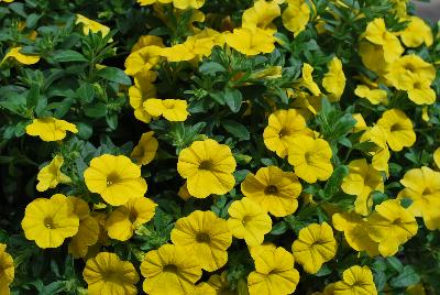 Dümmen Orange: Aloha Kona™ Calibrachoa Golden Girl 