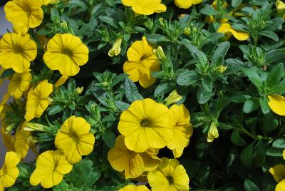 Dümmen Orange: Aloha Kona™ Calibrachoa Golden Girl 