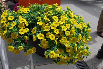 Dümmen Orange: Aloha Kona™ Calibrachoa Golden Girl 