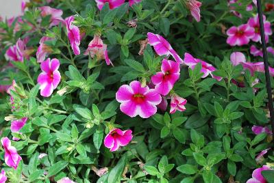 Dümmen Orange: Volcano Calibrachoa Pink 2017 