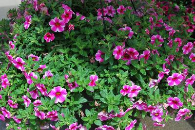 Dümmen Orange: Volcano Calibrachoa Pink 2017 