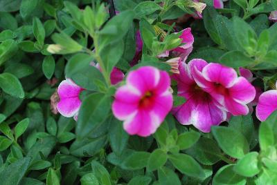 Dümmen Orange: Volcano Calibrachoa Pink 2017 