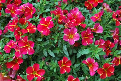 Dümmen Orange: Aloha™ Calibrachoa Red Cartwheel 2017 