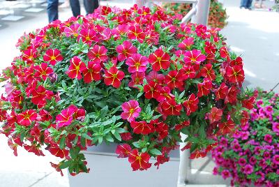 Dümmen Orange: Aloha™ Calibrachoa Red Cartwheel 2017 