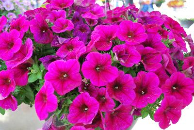 Potunia® Petunia Neon 2017 