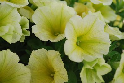 Potunia Plus® Petunia Yellow 2017 