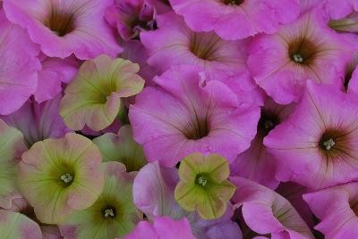 COMBO AdORObles™ 'Duo Pink Sunrise'
