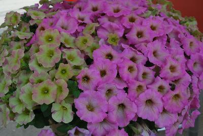 COMBO AdORObles™ 'Duo Pink Sunrise'