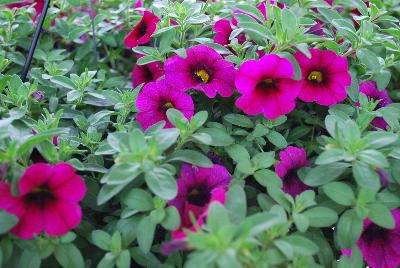 Calibrachoa Aloha Kona™ 'Neon'