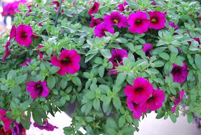 Calibrachoa Aloha Kona™ 'Neon'