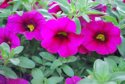 Calibrachoa Aloha Kona™ 'Neon'