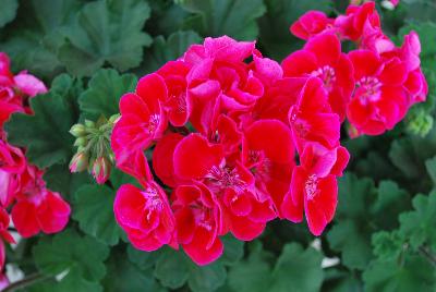 Savannah™ Geranium zonal Cerise Sizzle