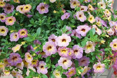 Dümmen Orange: Chameleon® Calibrachoa Blueberry Scone 