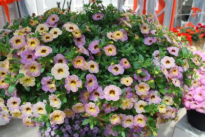 Dümmen Orange: Chameleon® Calibrachoa Blueberry Scone 