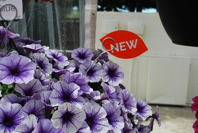 Fortunia™ Petunia Electric Blue 