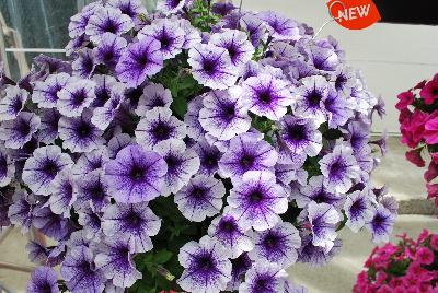 Fortunia™ Petunia Electric Blue 