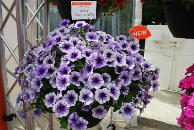 Fortunia™ Petunia Electric Blue 