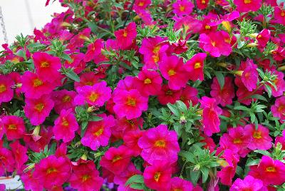 Suntunia™ Petchoa Neon Rose 