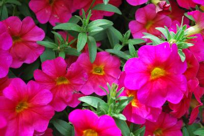 Suntunia™ Petchoa Neon Rose 