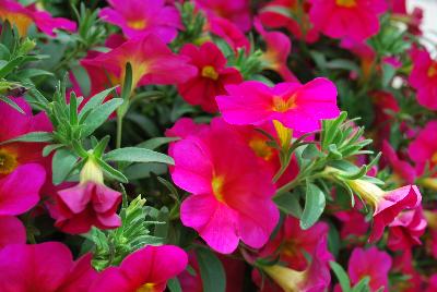 Suntunia™ Petchoa Neon Rose 