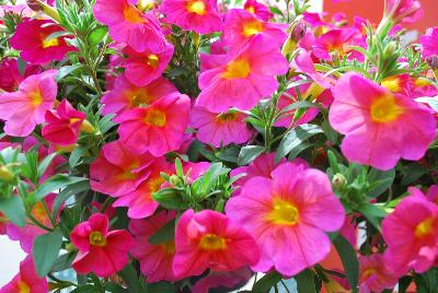 Suntunia™ Petchoa Pink Morn 