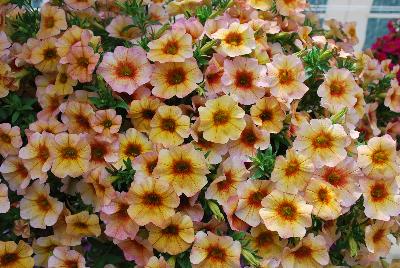 Suntunia™ Petchoa Electric Apricot 