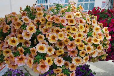 Suntunia™ Petchoa Electric Apricot 