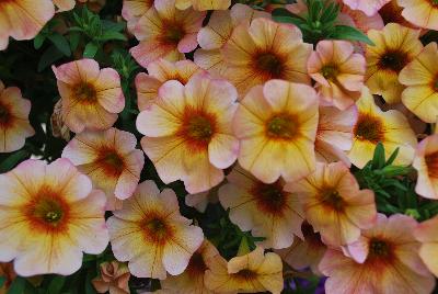 Suntunia™ Petchoa Electric Apricot 