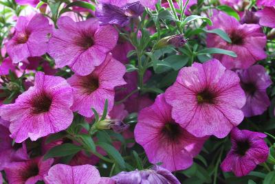 Suntunia™ Petchoa Purple Sky 