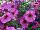Suntunia™ Petchoa Purple Sky 