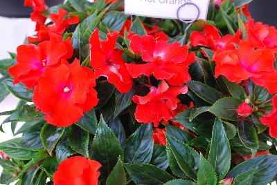 Paradise Rococo™ New Guinea Impatiens Hot Orange