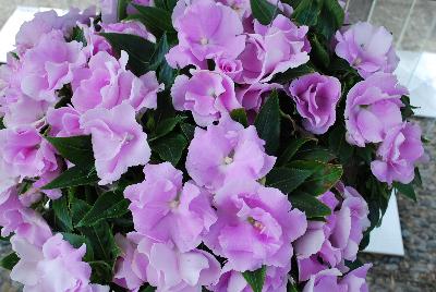 Paradise Rococo™ New Guinea Impatiens Lavender 2017