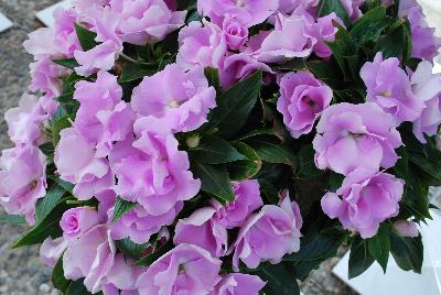 Paradise Rococo™ New Guinea Impatiens Lavender 2017