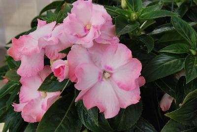 Paradise Rococo™ New Guinea Impatiens Apricot Cream 
