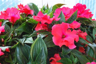 Paradise Rococo™ New Guinea Impatiens Pink 