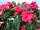 Paradise Rococo™ New Guinea Impatiens Pink 