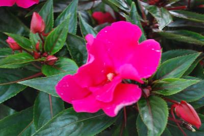 Paradise Rococo™ New Guinea Impatiens Pink 