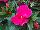 Paradise Rococo™ New Guinea Impatiens Pink 