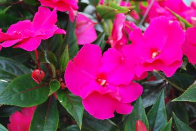 Paradise Rococo™ New Guinea Impatiens Purple 